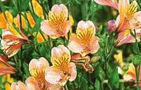 Альстромерия оптом, цветы со склада, мелкий опт